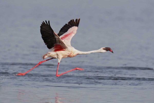 Kenya, Nakuru NP Lesser flamingo running